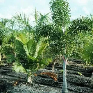 thumbnail for publication: Field Production of Palms